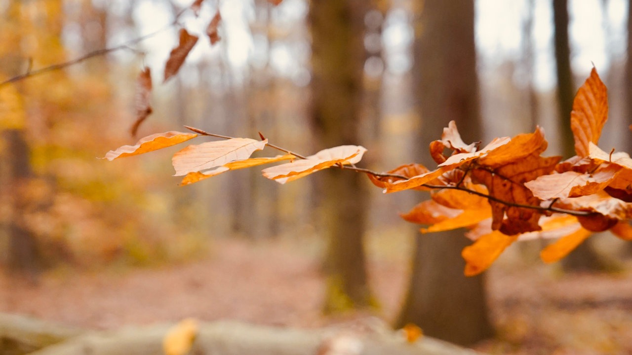 Neues bei Hugendubel.de - Herbst Neues bei Hugendubel.de - Herbst